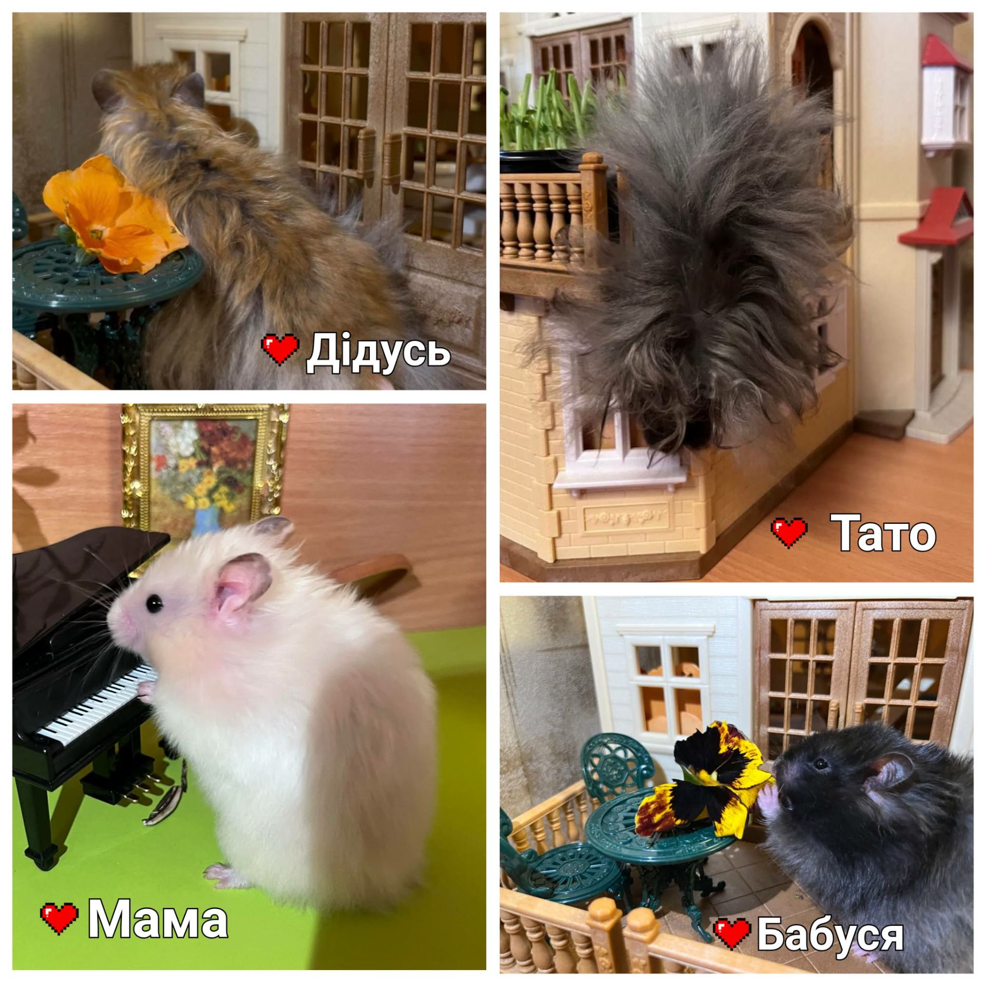 Хом'яки ангорські, королівські