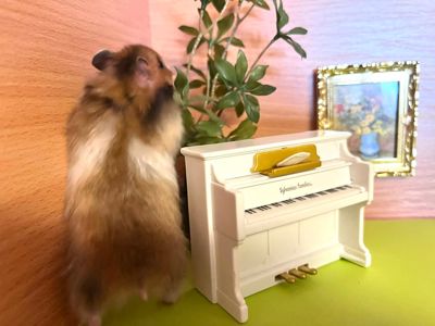 Хом'яки ангорські, королівські