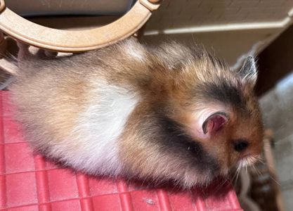 Хом'яки ангорські, королівські