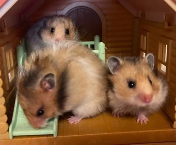 Хом'яки ангорські, королівські