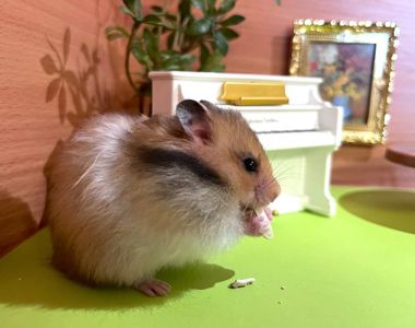 Хом'яки ангорські, королівські