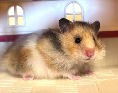 Хом'яки ангорські, королівські