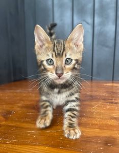 Котик породи тойгер, звати Юго