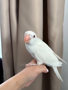 Викормиші ожерелових папуг