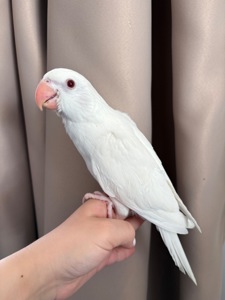 Викормиші ожерелових папуг