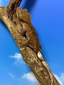 Бананоїд ящірка бананоед