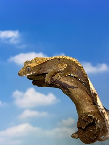 Бананоїд ящірка бананоед