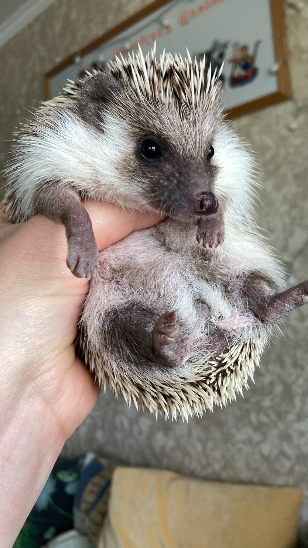 Їжак карликовий африканський ежик