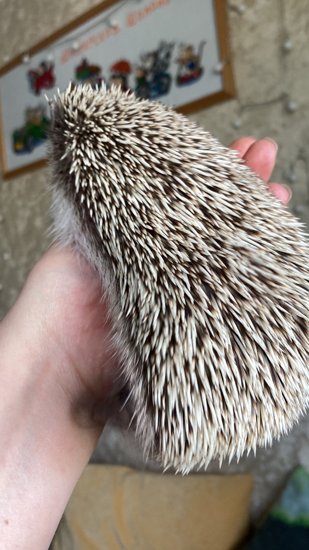 Їжак карликовий африканський ежик