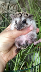 Їжак карликовий африканський ежик