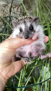 Їжак карликовий африканський ежик