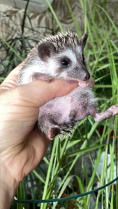 Їжак карликовий африканський ежик