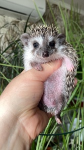 Їжак карликовий африканський ежик