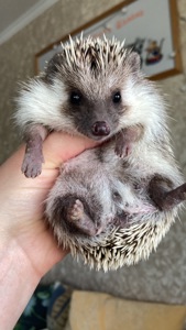 Їжак карликовий африканський ежик