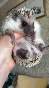 Їжак карликовий африканський ежик