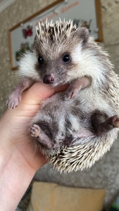 Їжак карликовий африканський ежик