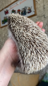 Їжак карликовий африканський ежик