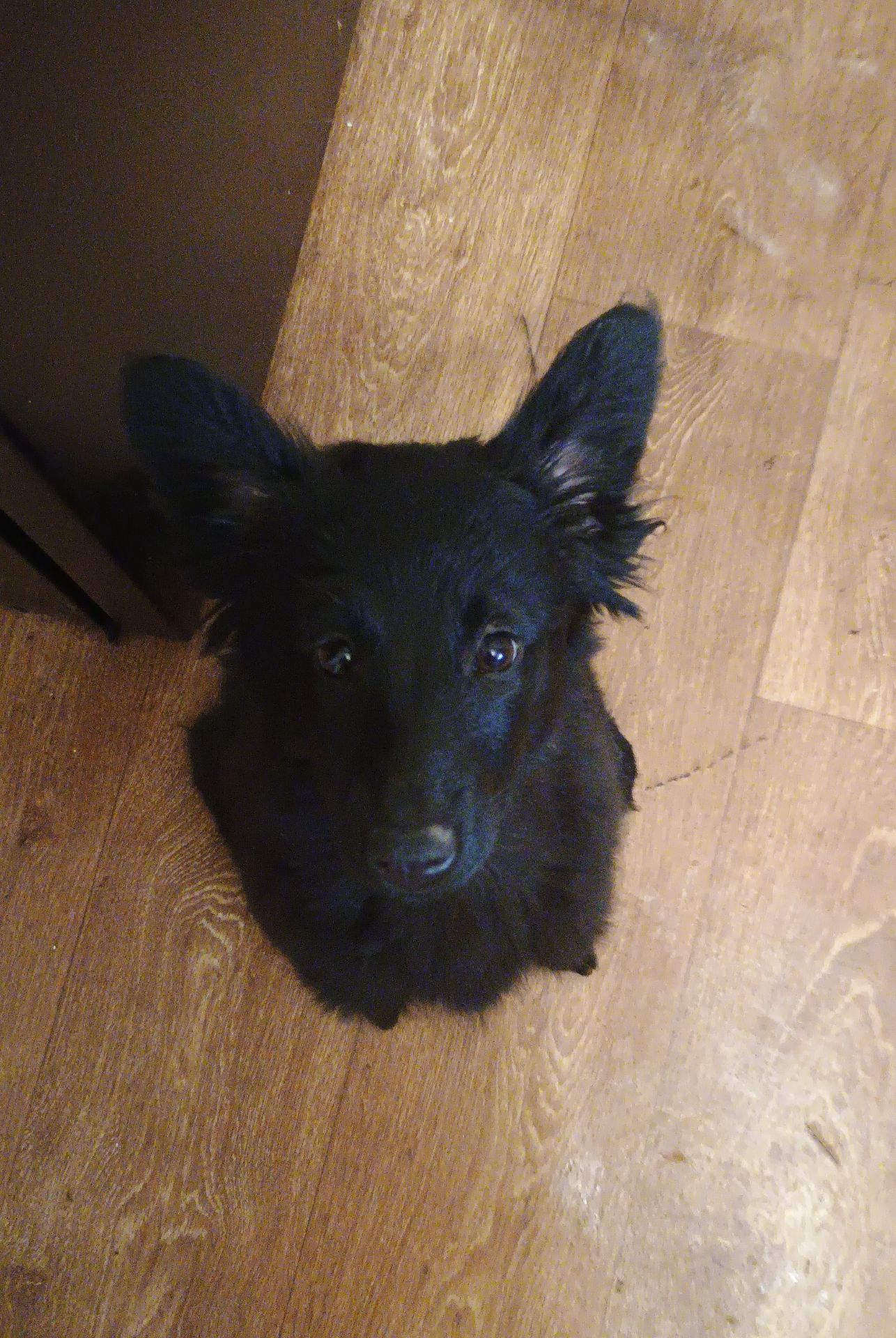 💛 Булка шукає нову родину 💛