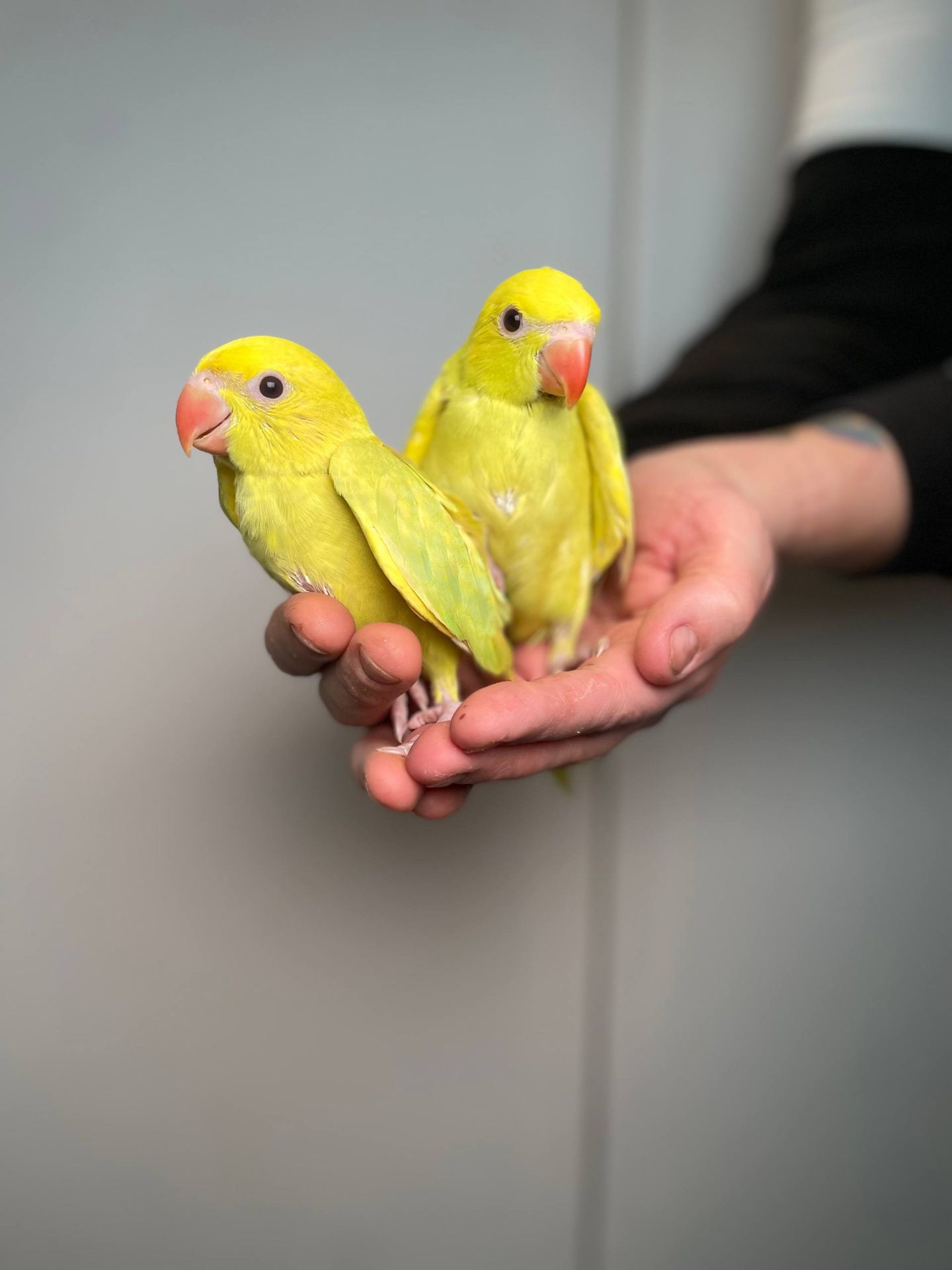 Намистовий папуга, ручний ожереловий папуга, індійській кільчастий папуга, крамера