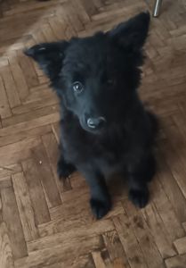 💛 Булка шукає нову родину 💛