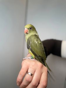 Намистовий папуга, ручний ожереловий папуга, індійській кільчастий папуга, крамера