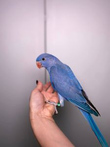 Намистовий папуга, ручний ожереловий папуга, індійській кільчастий папуга, крамера