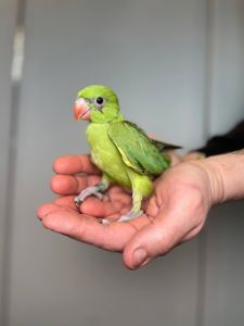 Намистовий папуга, ручний ожереловий папуга, індійській кільчастий папуга, крамера