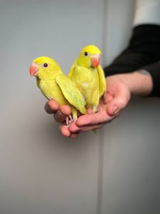 Намистовий папуга, ручний ожереловий папуга, індійській кільчастий папуга, крамера