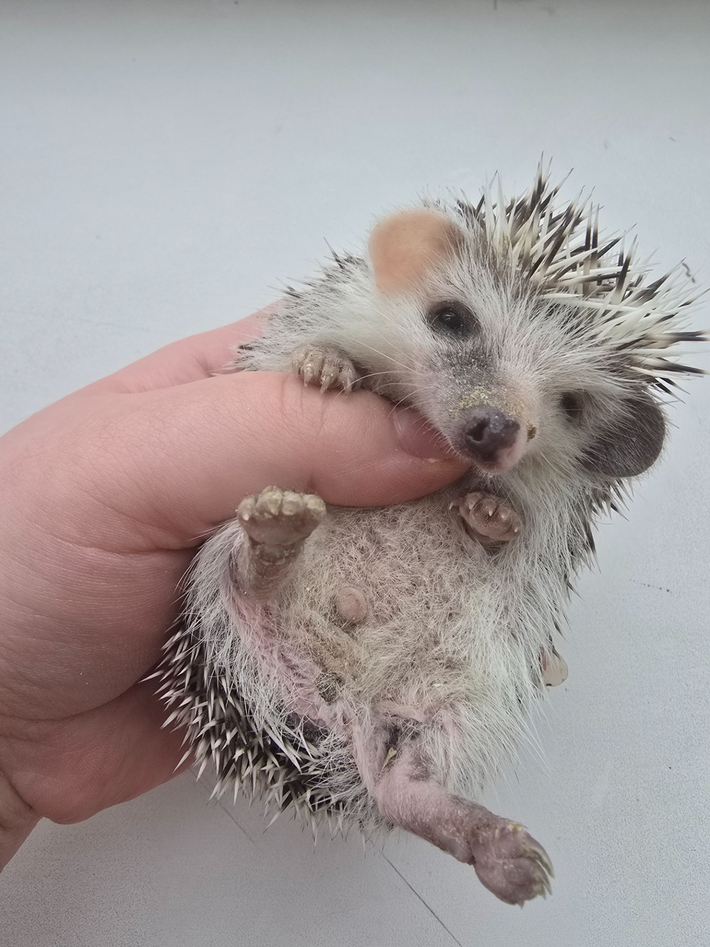 Африканский карликовый еж мальчик арлекин