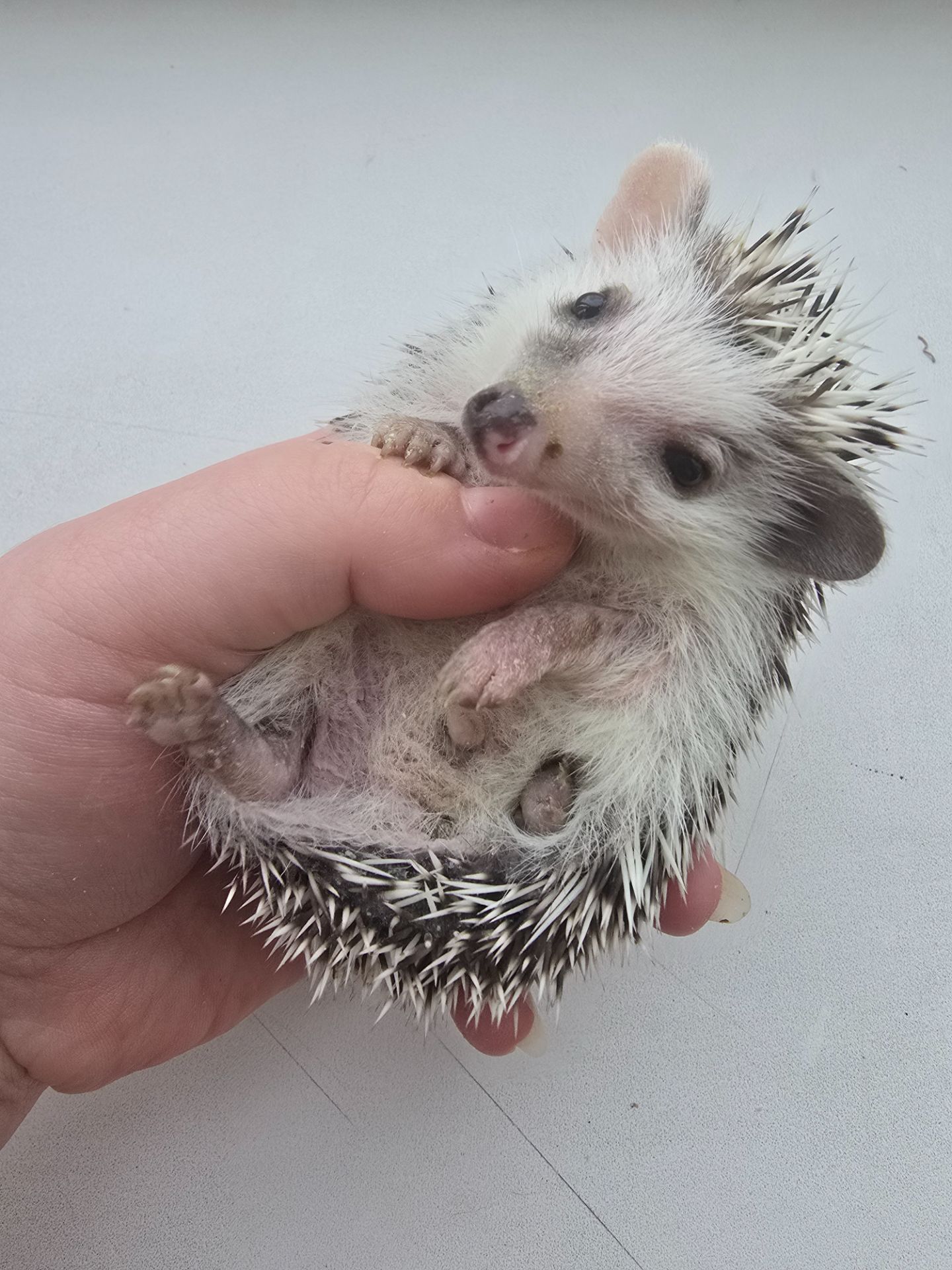 Африканский карликовый еж мальчик арлекин