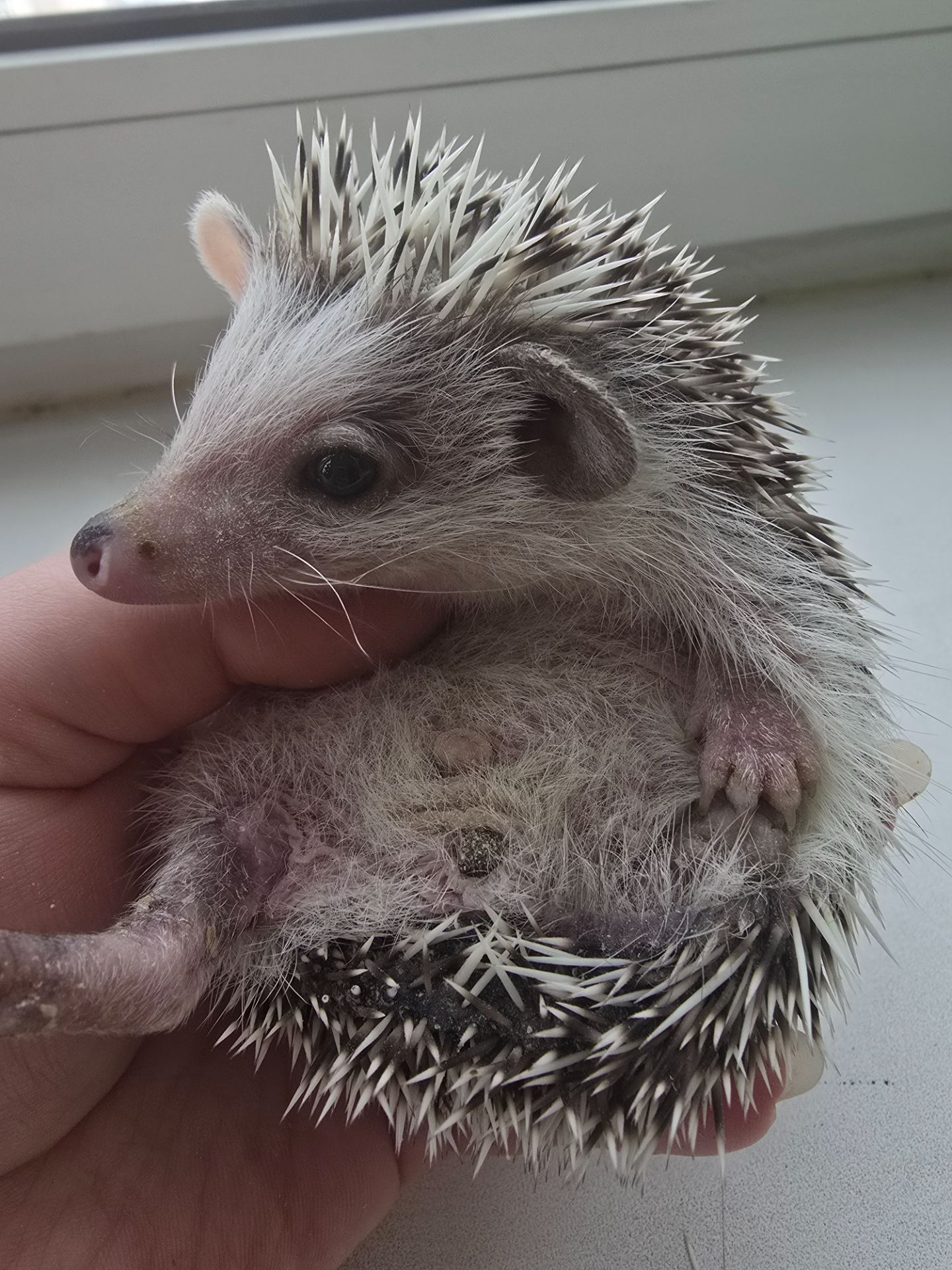 Африканский карликовый еж мальчик арлекин