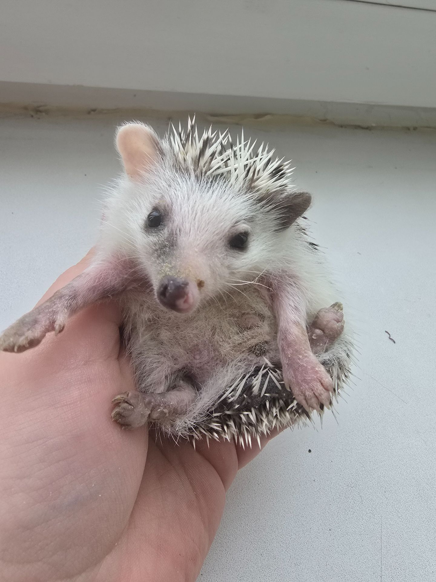 Африканский карликовый еж мальчик арлекин