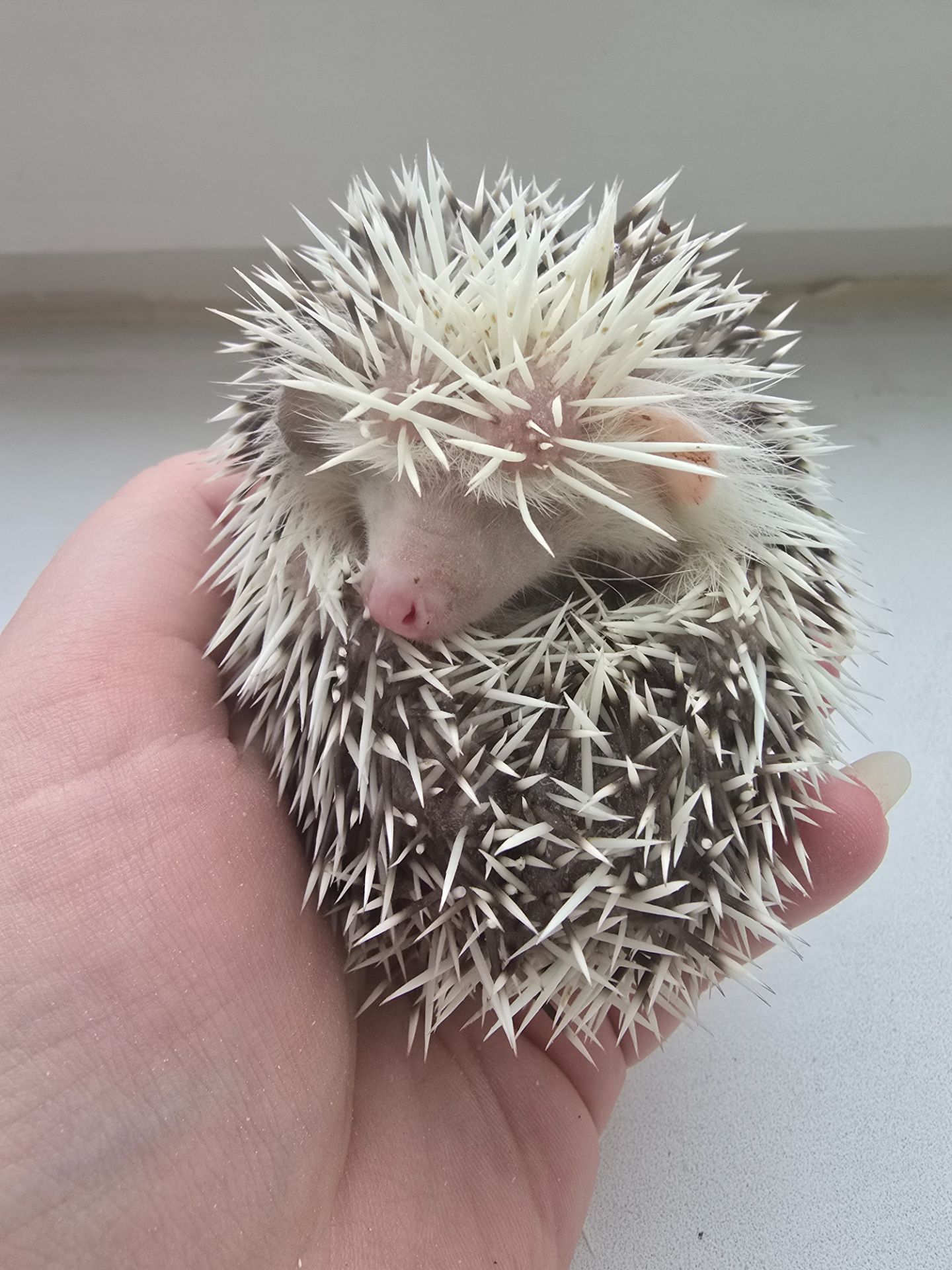 Африканский карликовый еж мальчик