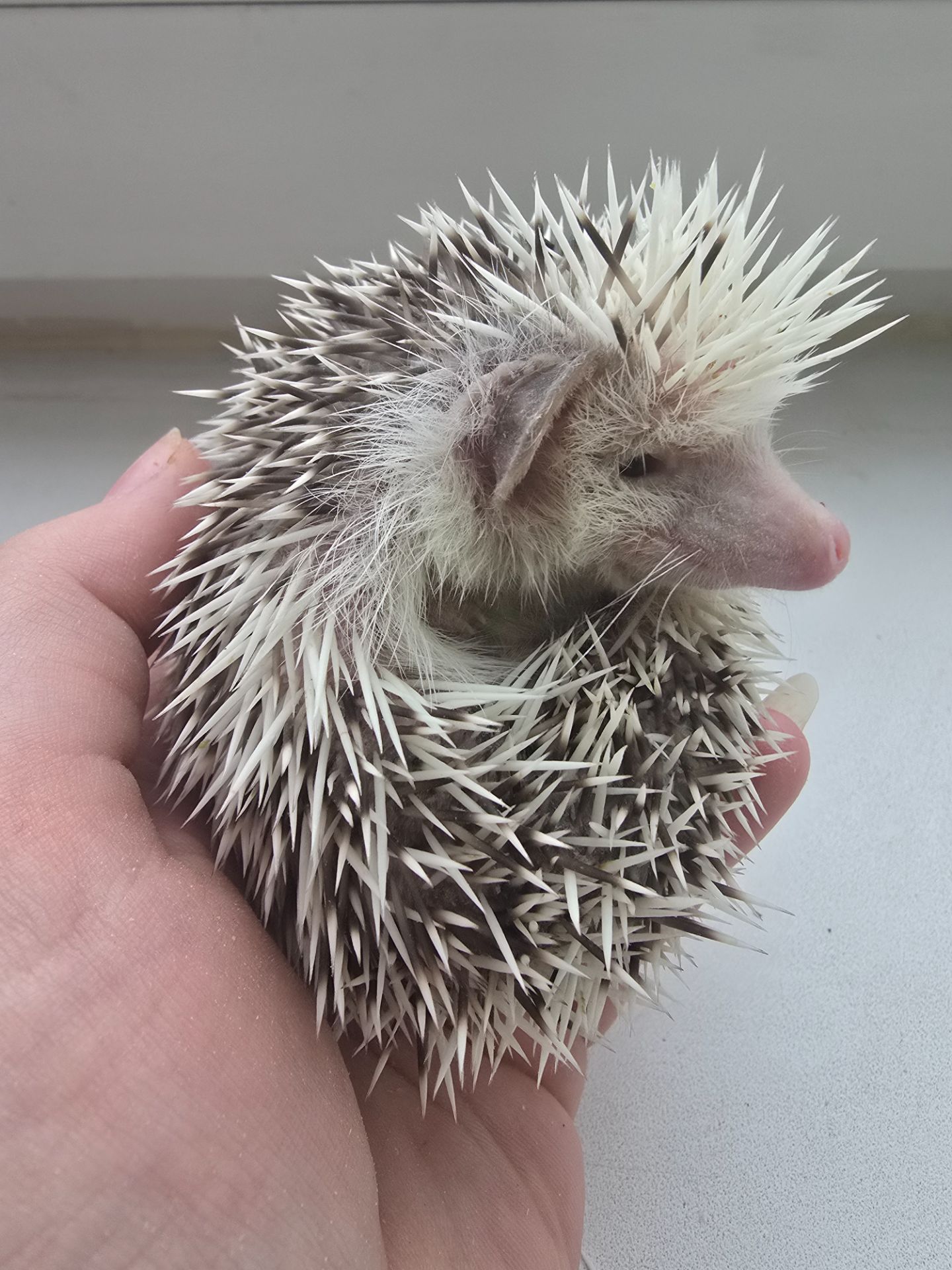 Африканский карликовый еж мальчик