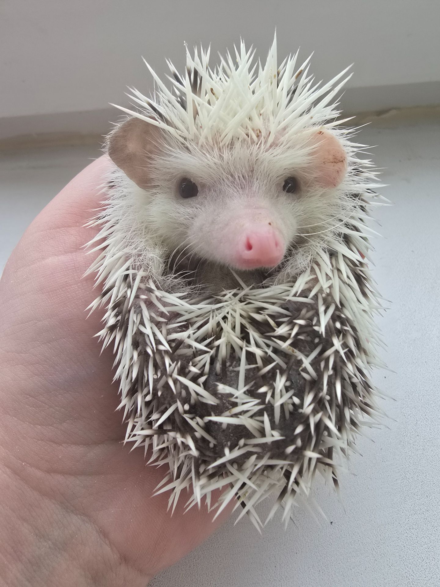 Африканский карликовый еж мальчик