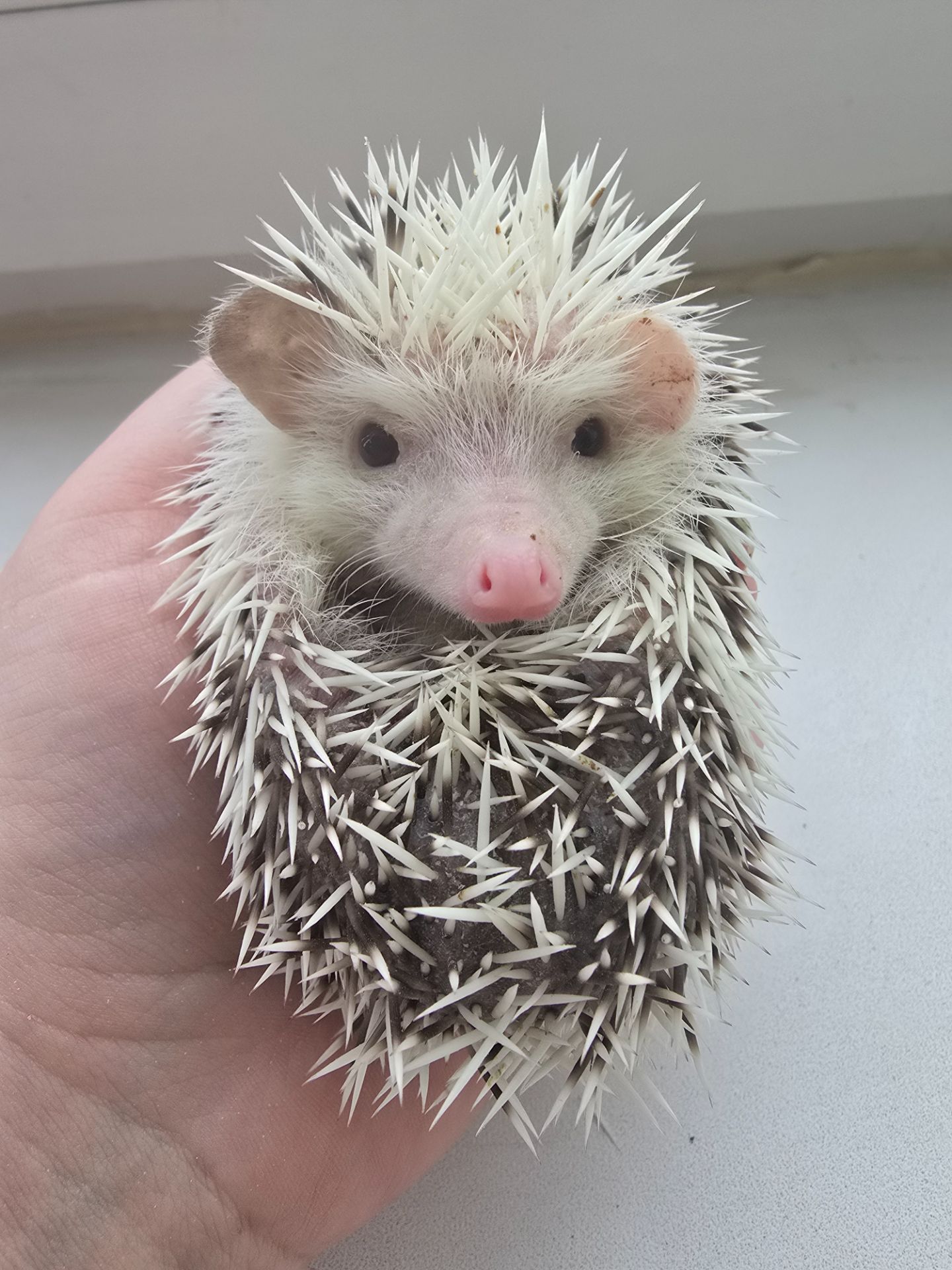 Африканский карликовый еж мальчик
