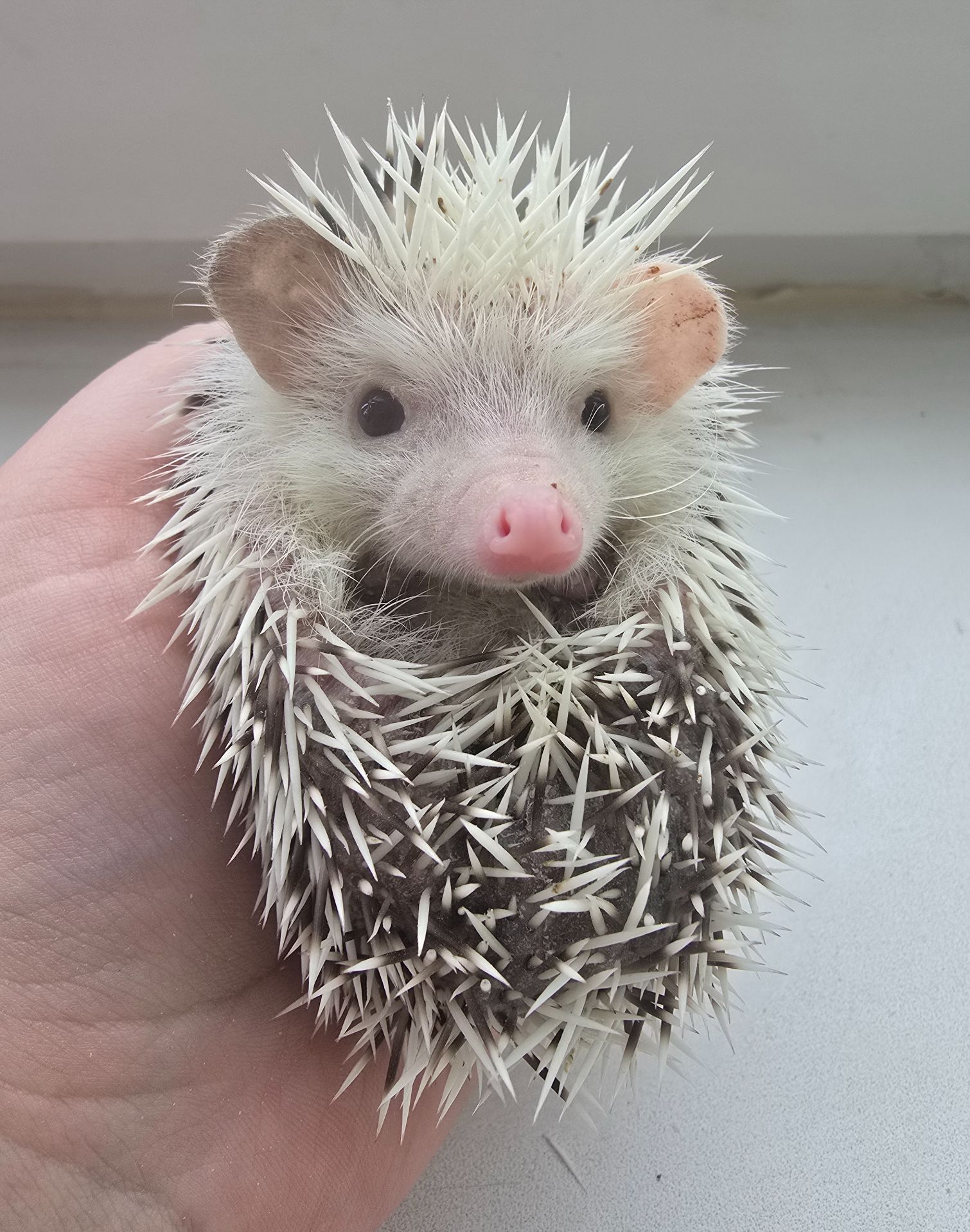 Африканский карликовый еж мальчик
