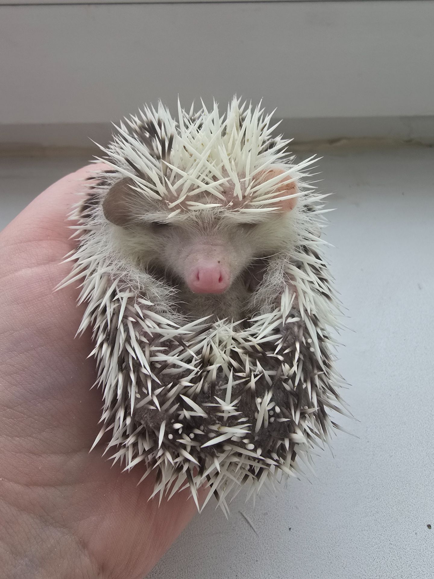 Африканский карликовый еж мальчик