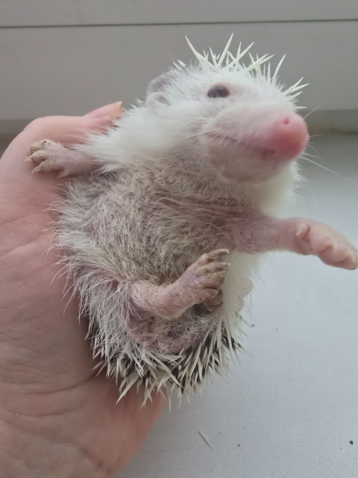 Африканский карликовый еж мальчик