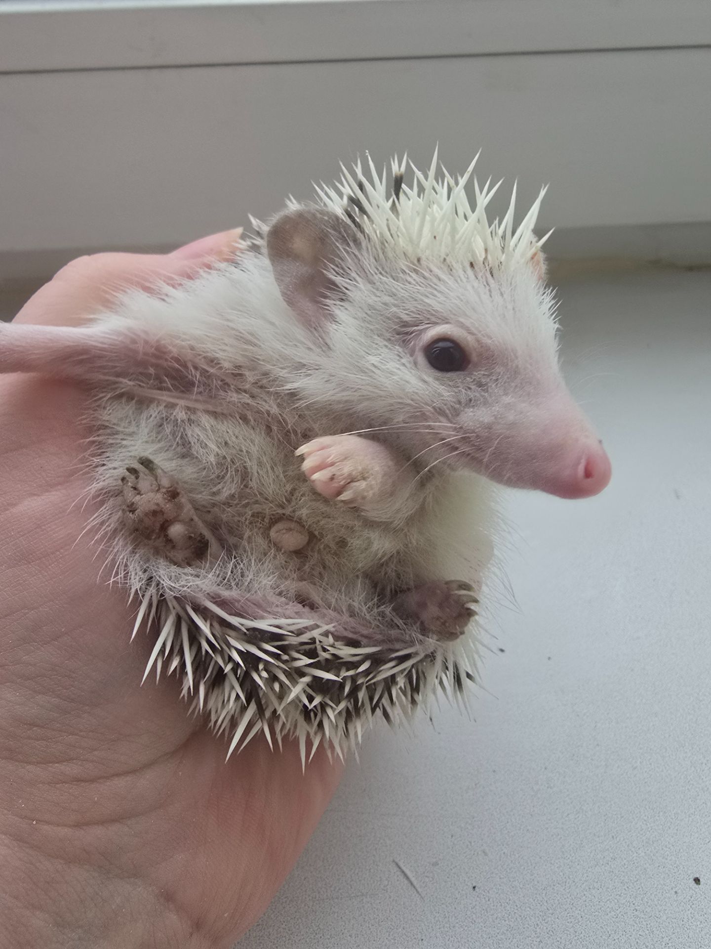 Африканский карликовый еж мальчик