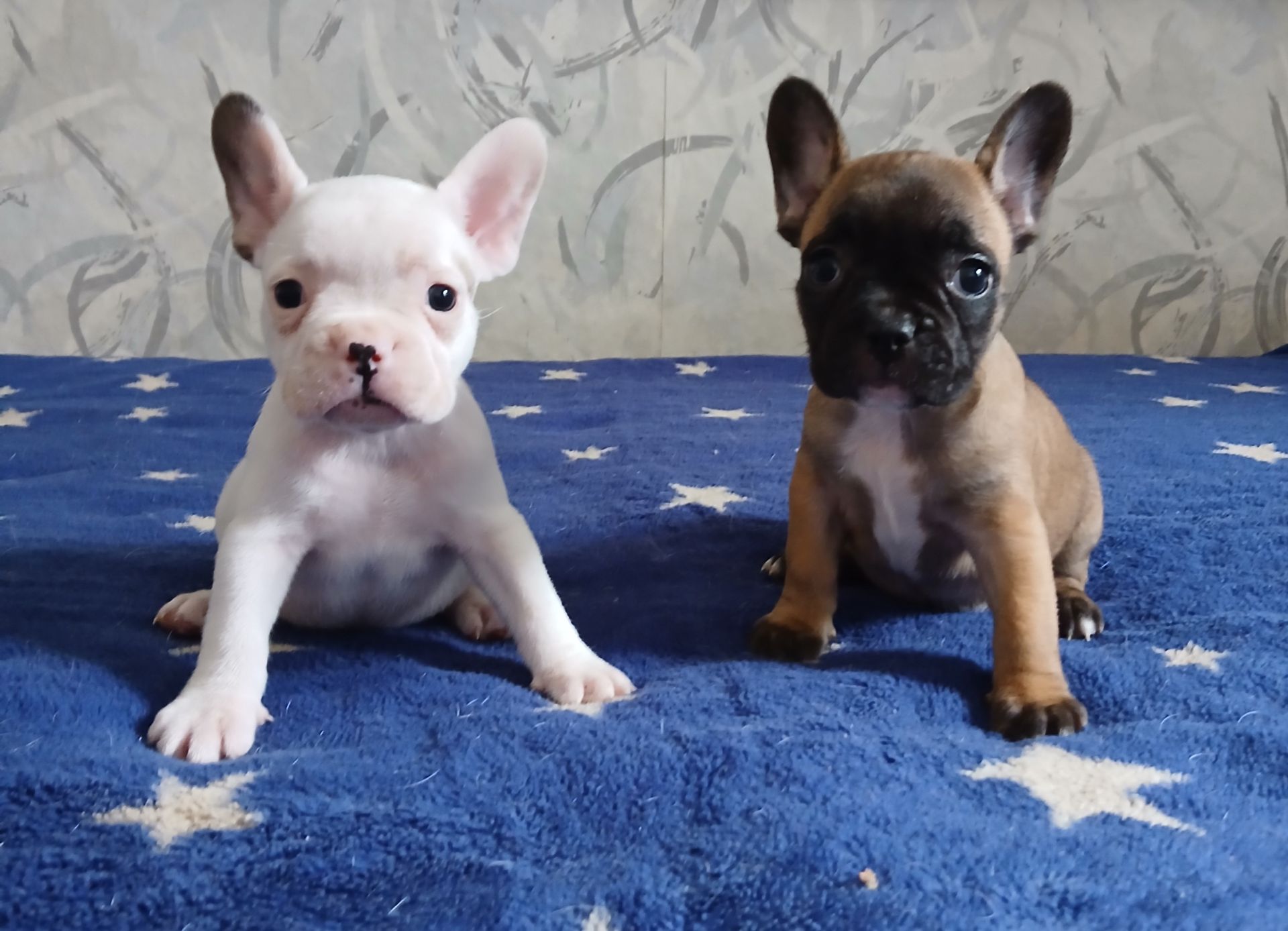 Цуценята Французькі бульдоги