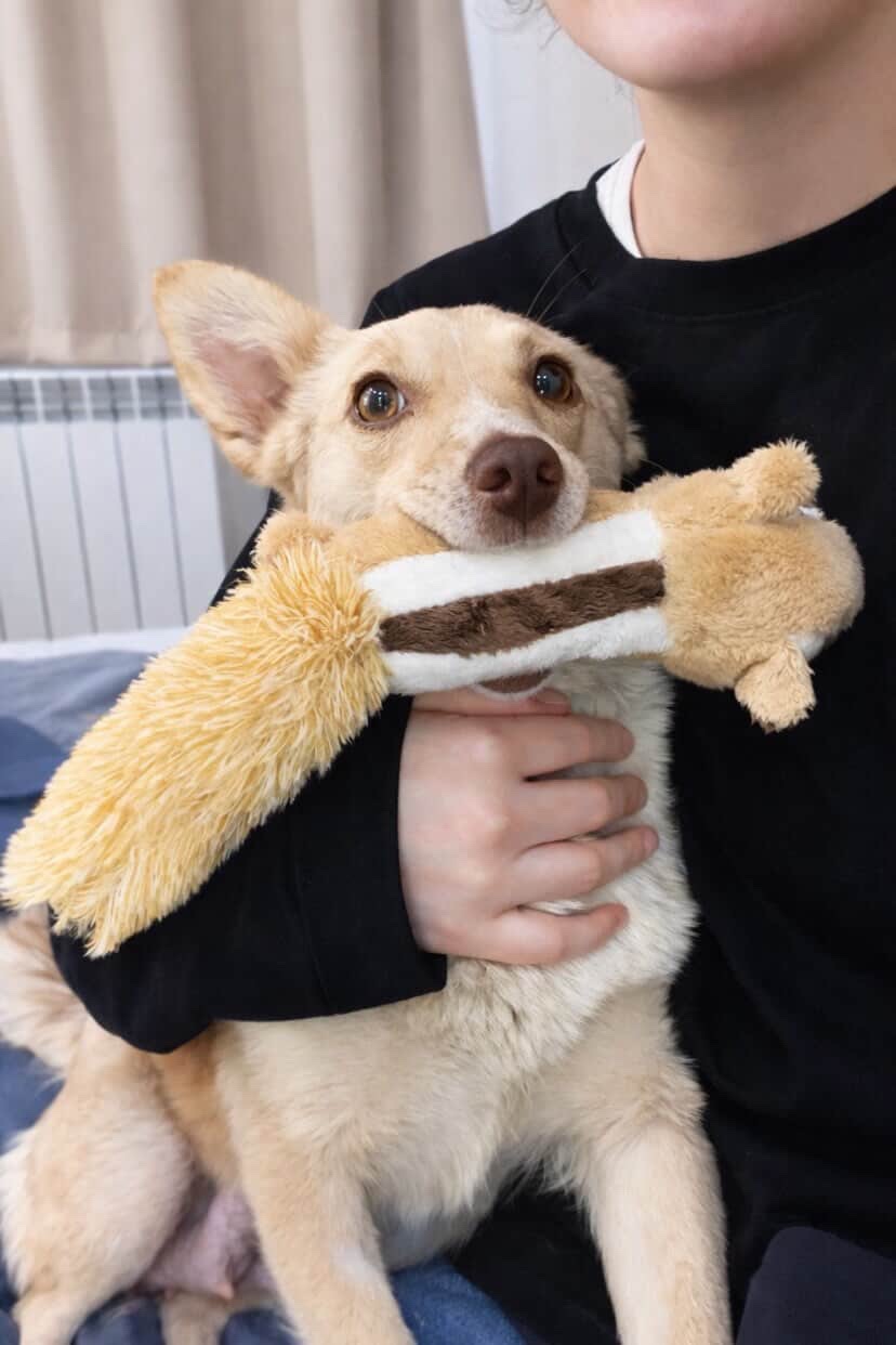 Невеличка собачка шукає люблячу і надійну родину!