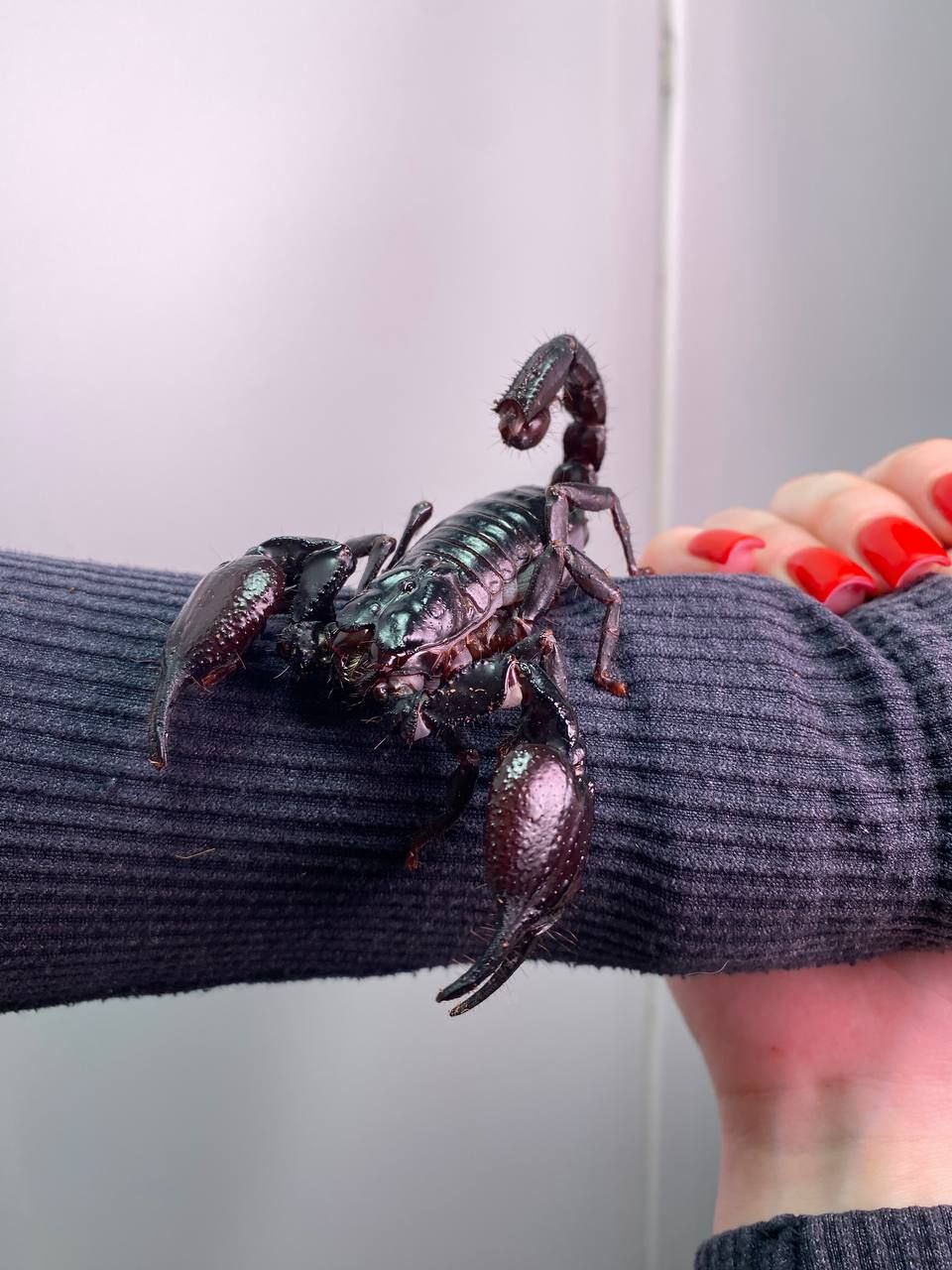 Декоративний ручний скорпіон, чорний скорпіон, домашній скорпіон Petersi, тропічний скорпіон