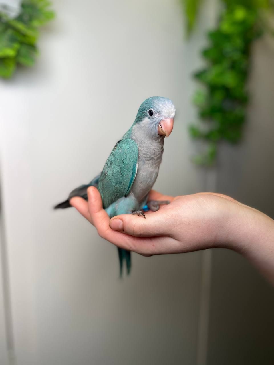 Каліта монах, ручний ченець, папужка квакер, блакитний монах, ручні птащеннята з ДНК тестами