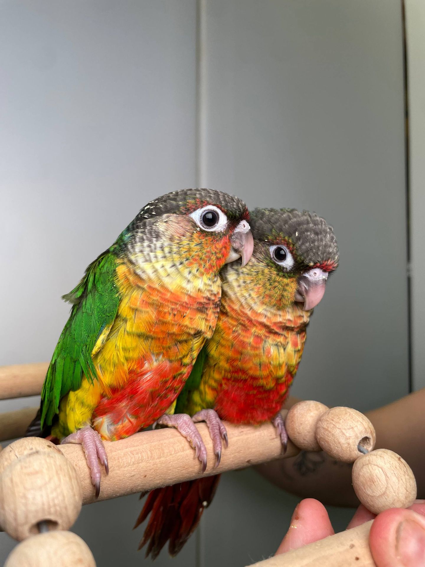 Ручний піррура, пташенята пирура, різнокольорові піррура з кільцем на лапці та ДНК тестом