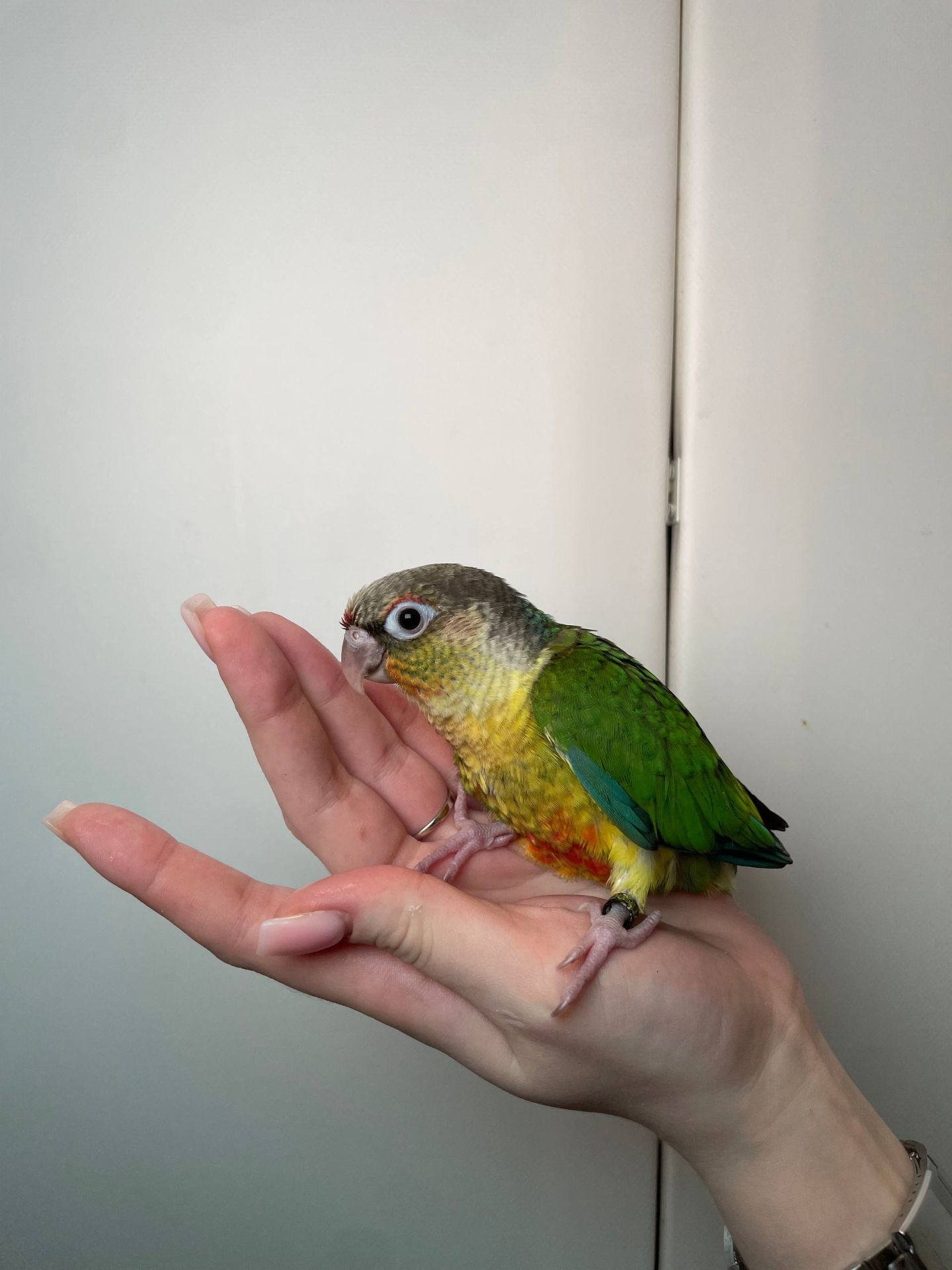 Ручний піррура, пташенята пирура, різнокольорові піррура з кільцем на лапці та ДНК тестом