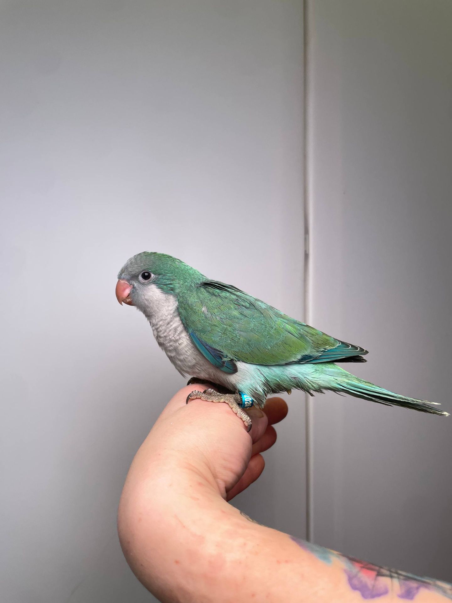 Каліта монах, ручний ченець, папужка квакер, блакитний монах, ручні птащеннята з ДНК тестами