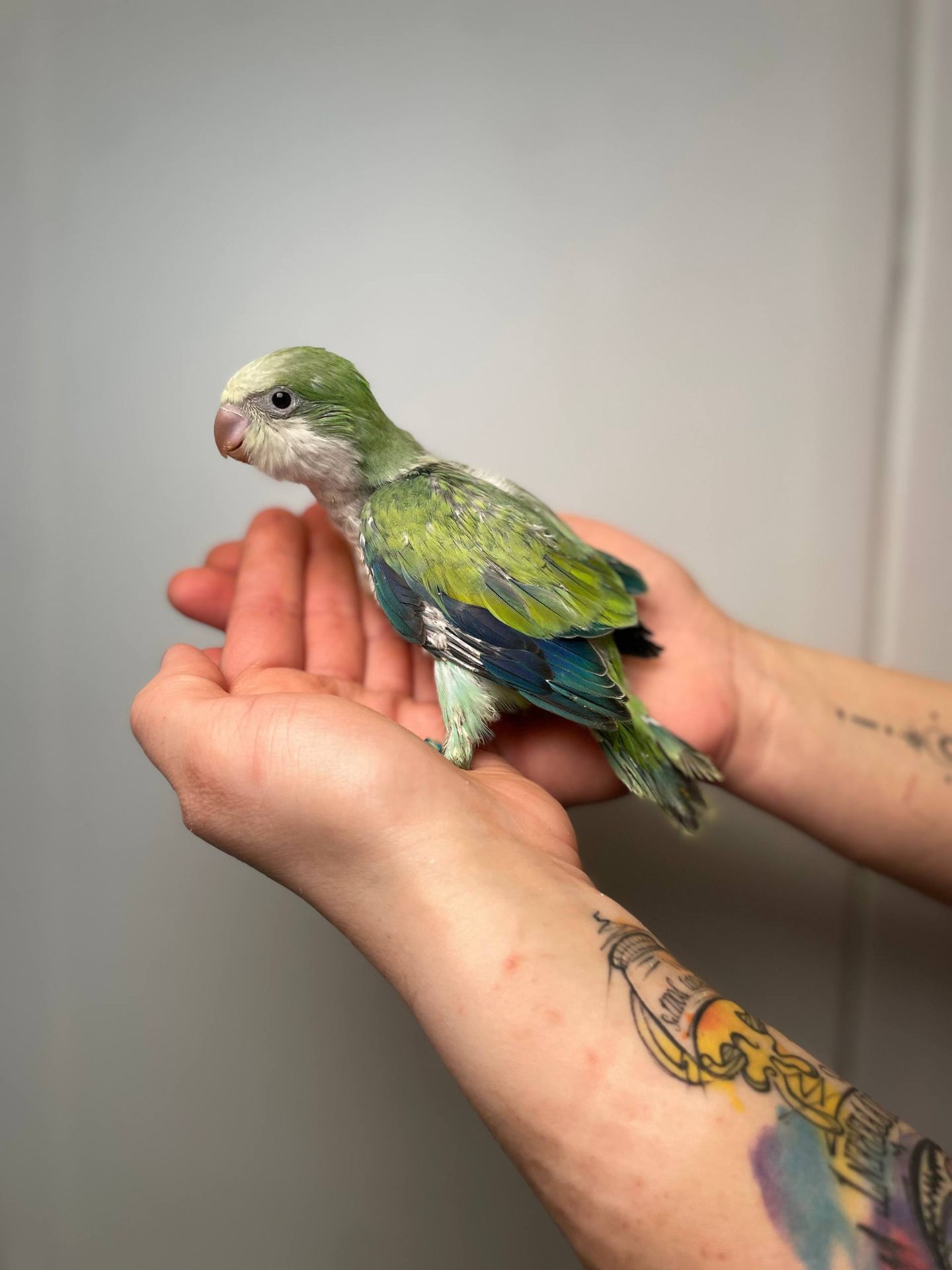 Каліта монах, ручний ченець, папужка квакер, блакитний монах, ручні птащеннята з ДНК тестами