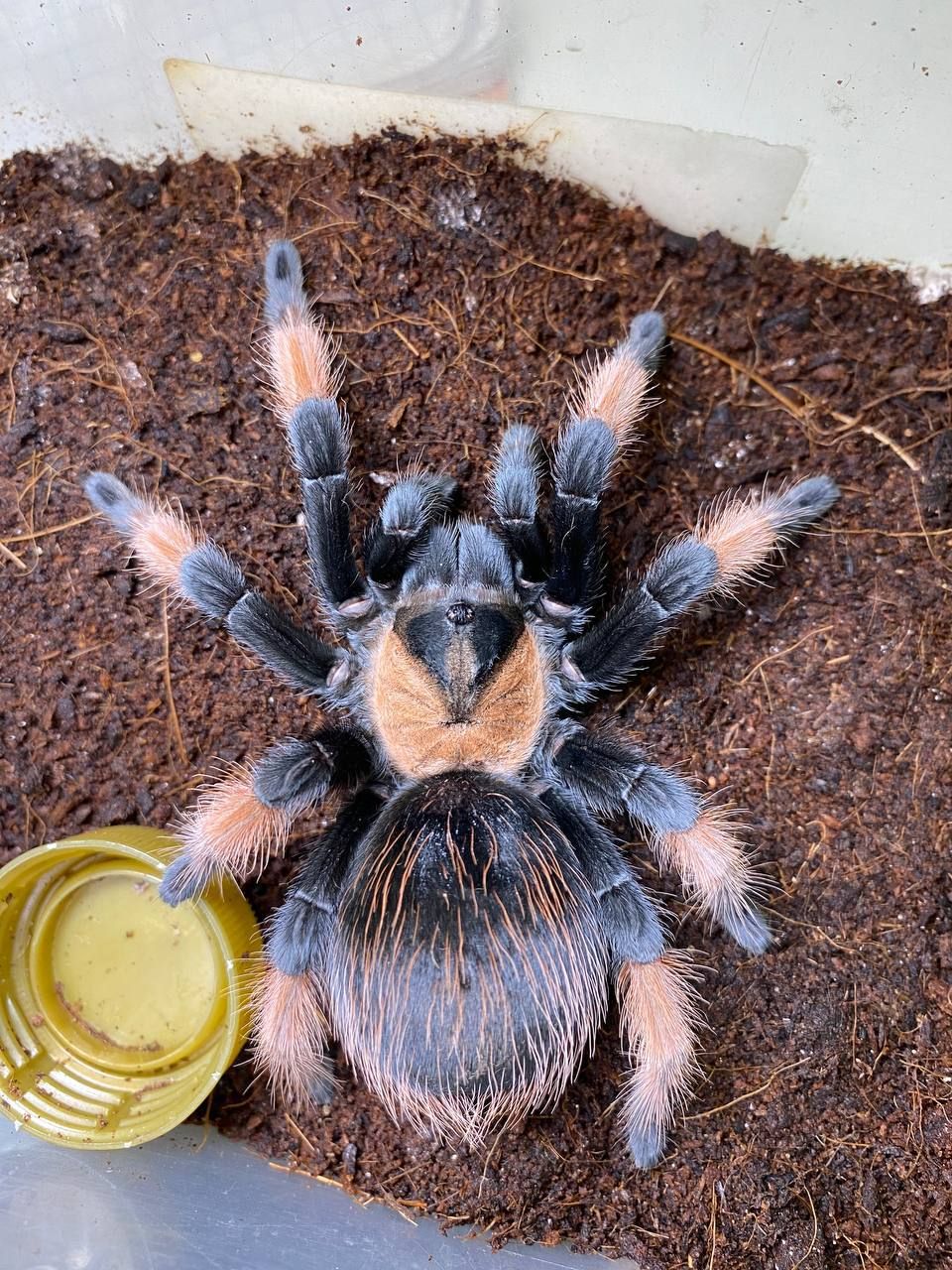 Ручні павуки для новачків, versicolor, emilia, smithi, sazimai