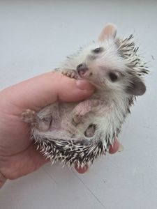 Африканский карликовый еж мальчик арлекин